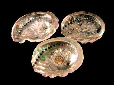 Abelone Schelp 12 cm