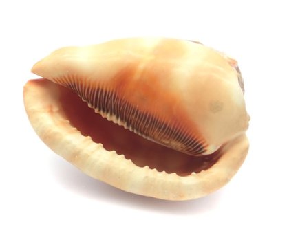 Schelp (XL)