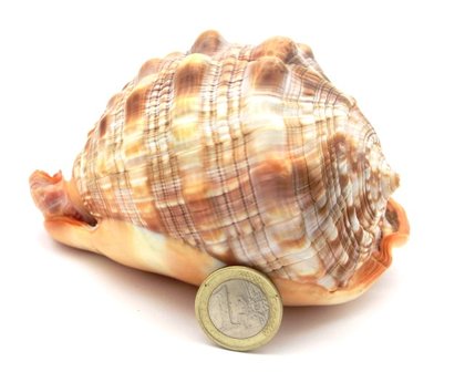 Schelp (XL)