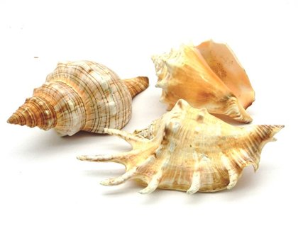 Schelpen set