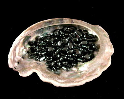abelone schelp gevuld