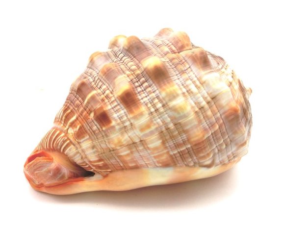 Schelp (XL)