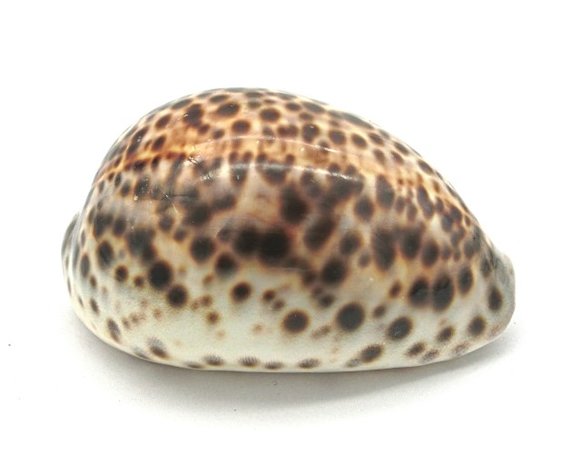 Tijgermossel schelp 7,5 cm