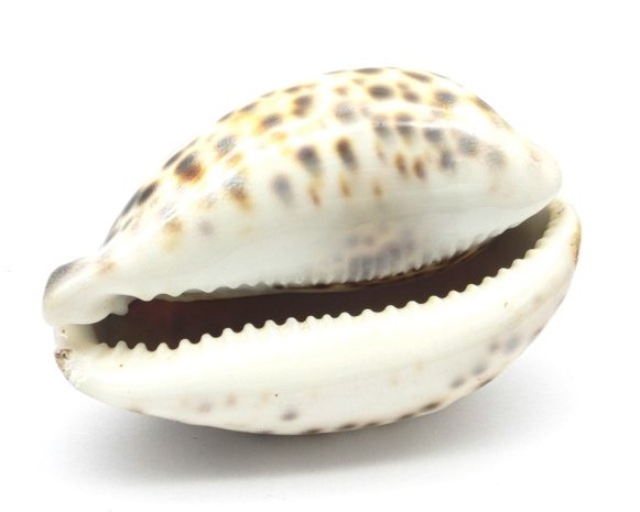 Tijgermossel schelp 7,5 cm