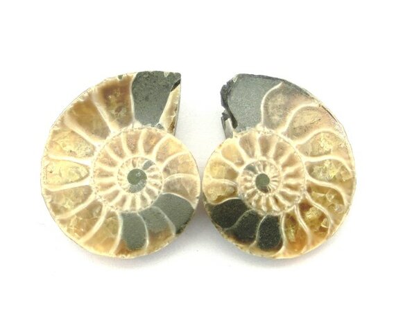 ammoniet