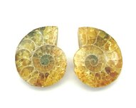 Ammoniet paartje 7,8 gram Ammoniet paartje 7,8 gram