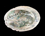 Abelone Schelp 12 cm Abelone Schelp 12 cm